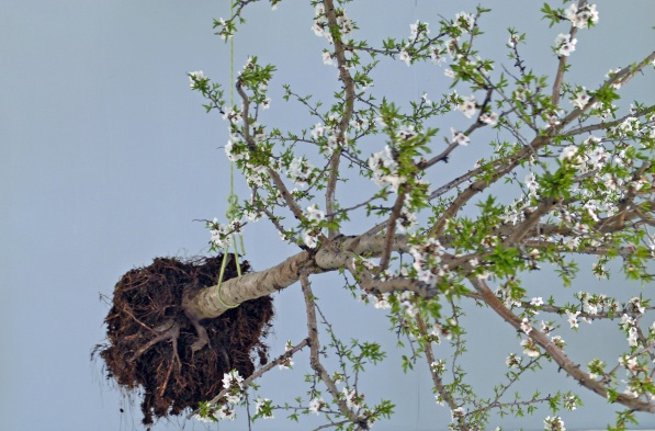jardin_egare_04.jpg, janv. 2015 jardin_egare_04.jpg