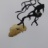 B1_Tetrameles_nudiflora_2018_06453PER_NET.jpg
