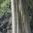 C1_Tetrameles_nudiflora_2018_06400PER_NET.jpg
