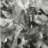 D3_Tetrameles_nudiflora_2018_06413PER_NET.jpg
