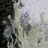 Fleur_d_eau_2024_08002PER.jpg