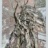 Hopea_Odorata__2_2019_06626PER.jpg