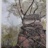 Hopea_Odorata__3_2019_06627PER.jpg