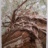Hopea_Odorata__6_2019_06630PER.jpg