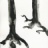I2_Tetrameles_nudiflora_2018_06416PER_NET.jpg