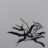 K4_Tetrameles_nudiflora_2018_06455PER_NET.jpg