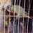 Le_marche_aux_oiseaux_10_2021_07371PER.jpg