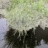 Les_herbres_2024_08008PER.jpg