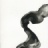 Tetrameles_nudiflora_2018_06424PER_NET.jpg