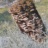 Trametes_versicolor_2_2019_06624PER.png